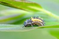 551  Larva di Harmonia axyridis (Coccinella Asiatica)